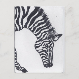 Zebra Postcard