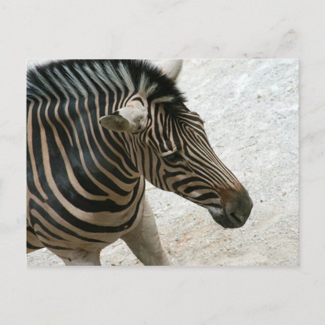 Zebra Postcard (Front)