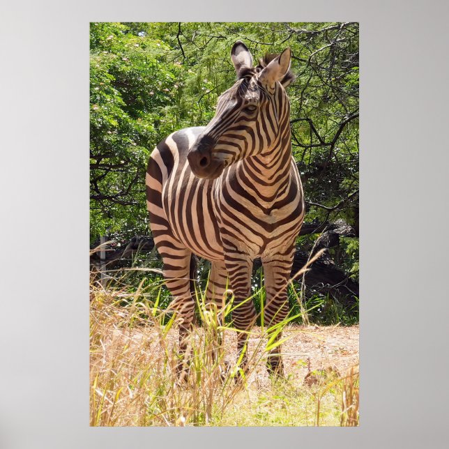 Zebra Poster (Front)