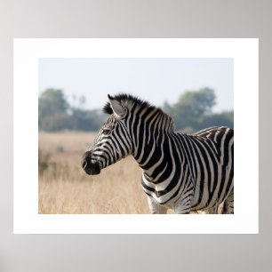 Zebra Poster