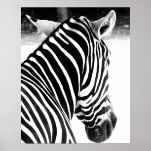 Zebra Poster