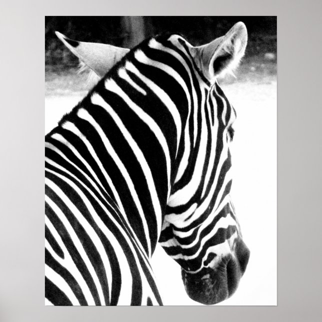 Zebra Poster (Front)