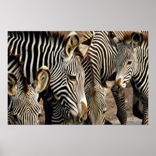 Zebra Poster (Front)