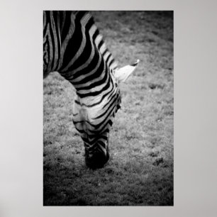 zebra poster