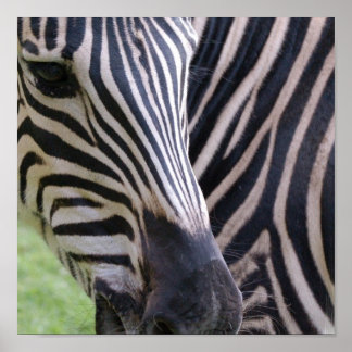 Zebra Poster Print