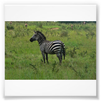 Zebra Print