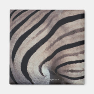 Zebra print magnet