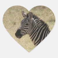 zebra profile