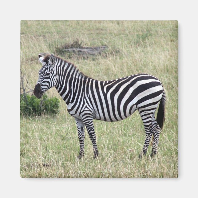 zebra proud magnet (Front)