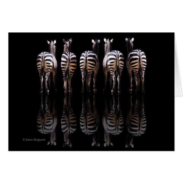 Zebra Reflections (Front Horizontal)
