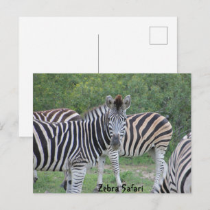 Zebra Safari Africa Postcard