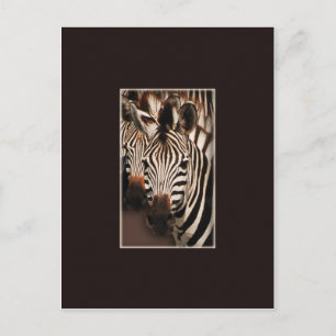 Zebra safari postcards