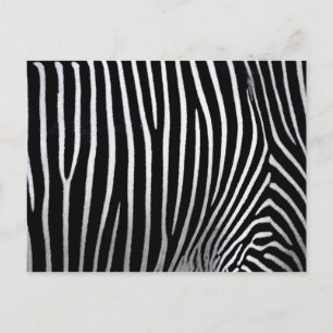 Zebra Skin Postcard