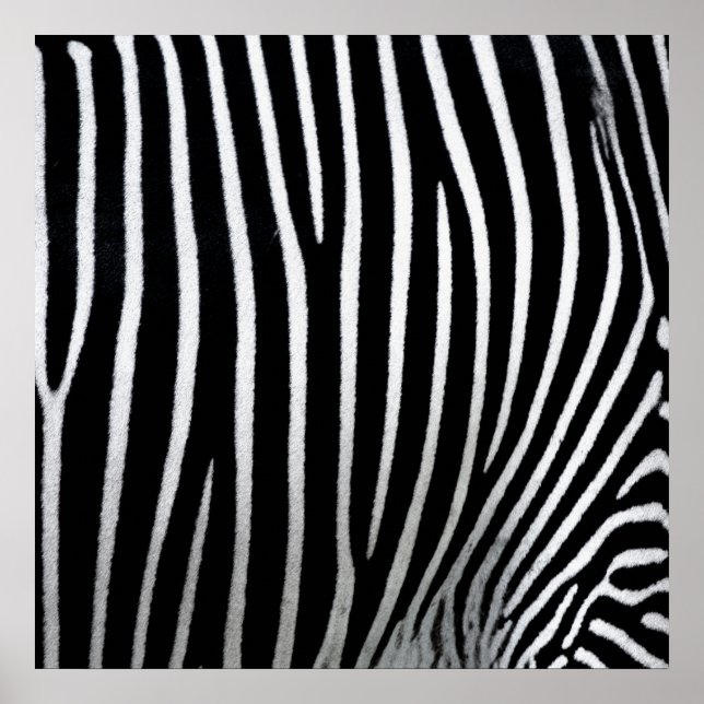 Zebra Skin Poster (Front)