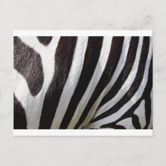 Zebra Skin Print Postcard
