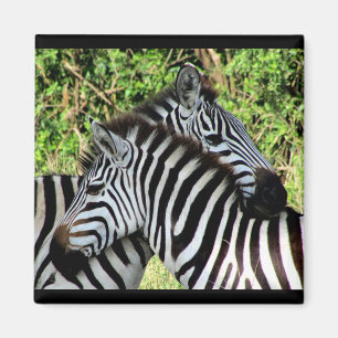 zebra snuggles magnet