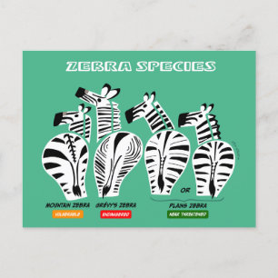 Zebra Species Postcard