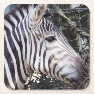 Zebra Square Paper Coaster