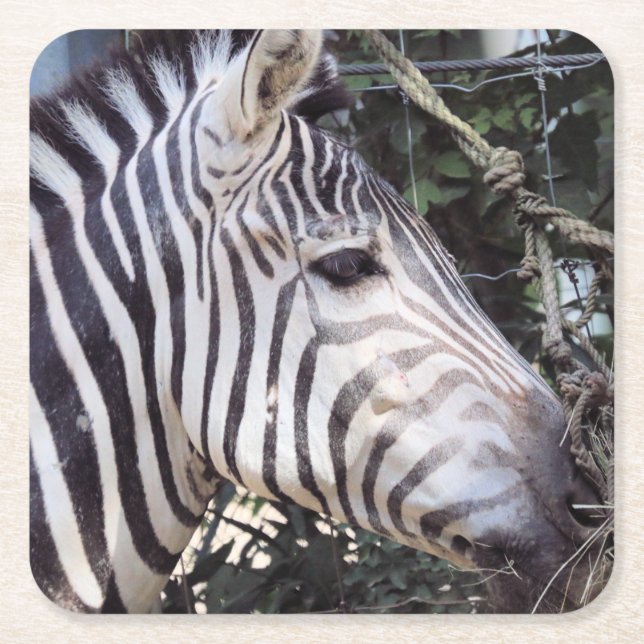 Zebra Square Paper Coaster (Front)