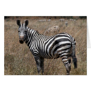 zebra stand