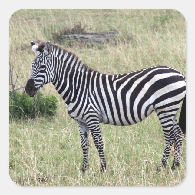 zebra stand square sticker (Front)