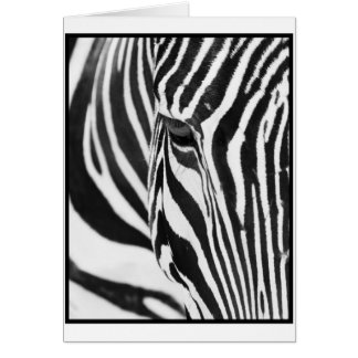 Zebra Stare