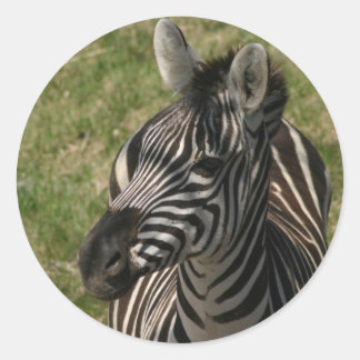 Zebra sticker