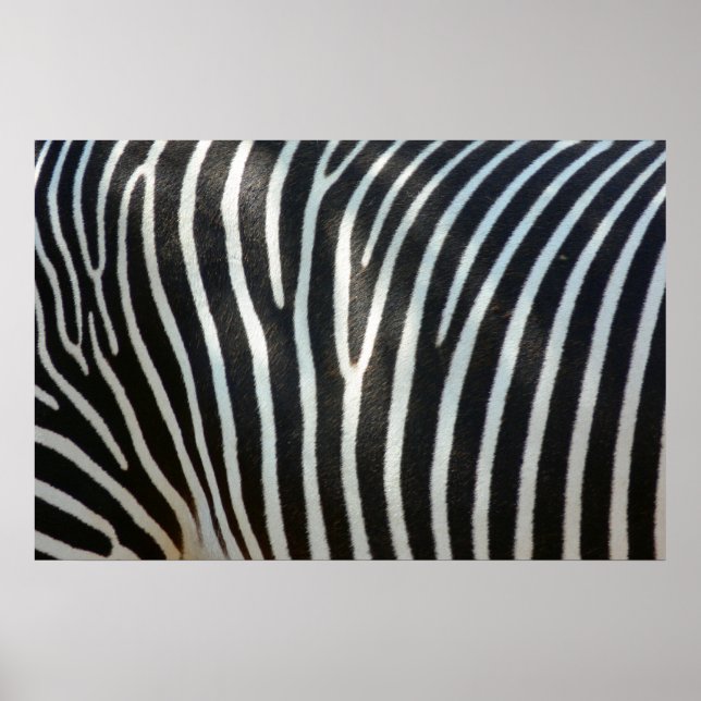Zebra Stripes 1 Poster (Front)