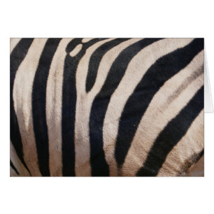 Zebra Stripes Black and White