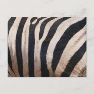 Zebra Stripes Black and White Postcard