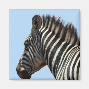zebra stripes blue magnet