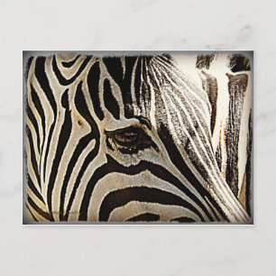 Zebra "Stripes" Postcard
