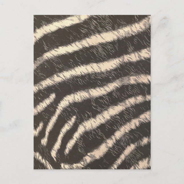 Zebra Stripes Postcard (Front)