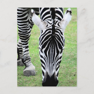 Zebra Stripes Postcard