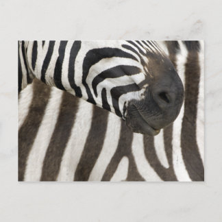 Zebra Strips Postcard