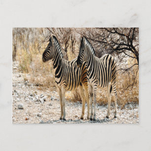 Zebra Stroll Postcard