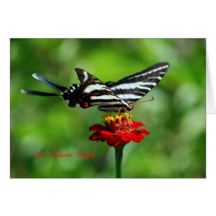 Zebra Swallowtail Butterfly