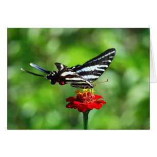 Zebra Swallowtail Butterfly