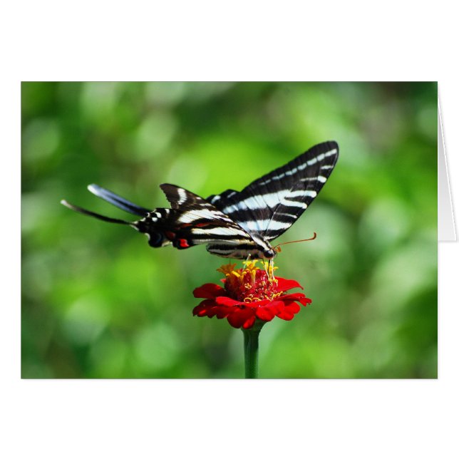 Zebra Swallowtail Butterfly (Front Horizontal)