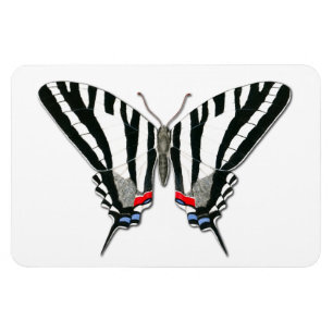 Zebra Swallowtail Butterfly Flexi Magnet