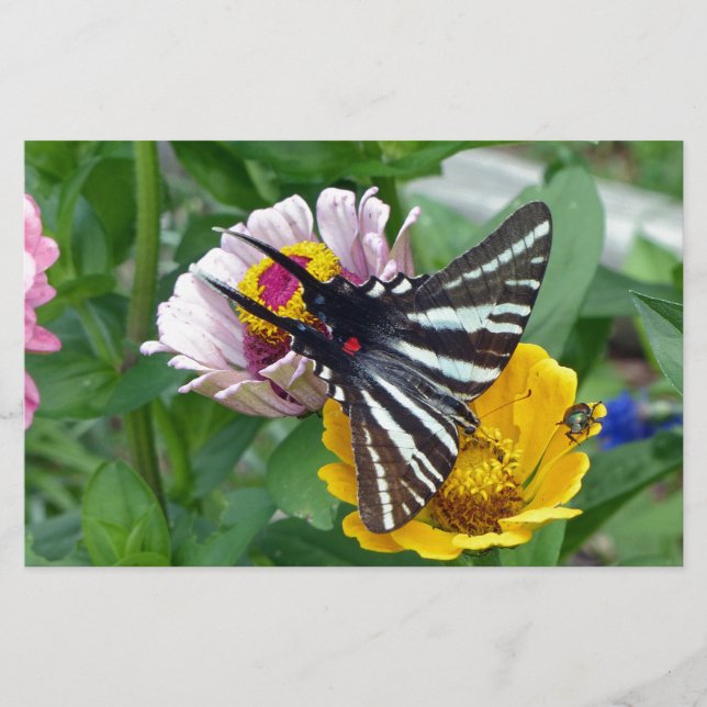 Zebra Swallowtail+Japanese Beetle Stationery (Front)