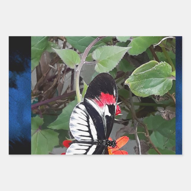 Zebra tail butterfly wrapping paper sheet (Front)