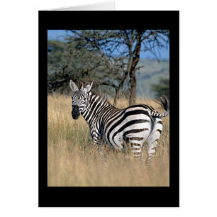 Zebra Tail Swish