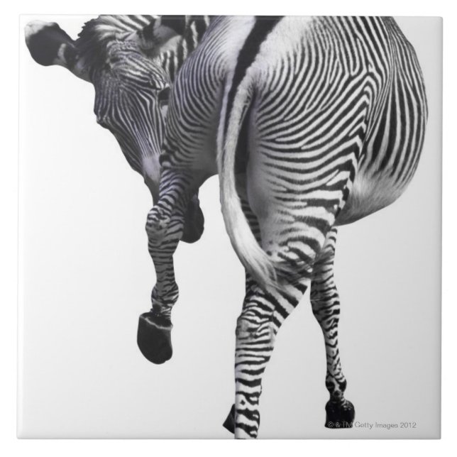 zebra tile (Front)