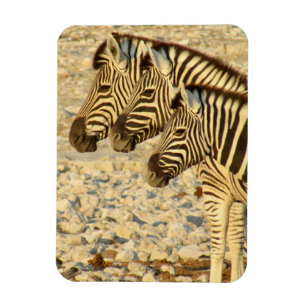 zebra trio magnet