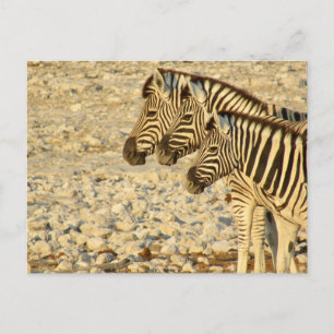 zebra trio postcard