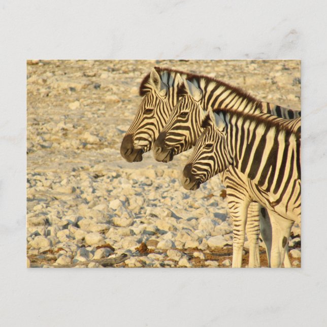 zebra trio postcard (Front)