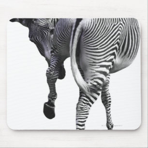 Zebra turning around mouse pad