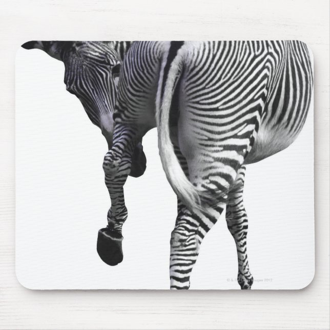 Zebra turning around mouse pad (Front)