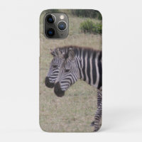 zebra twins